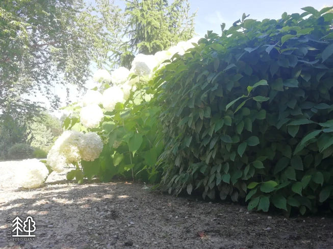 Philadelphus coronarius   'Compactus'